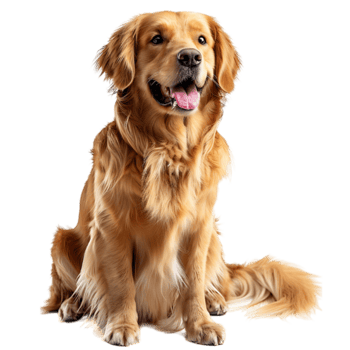 GoldenRetriever